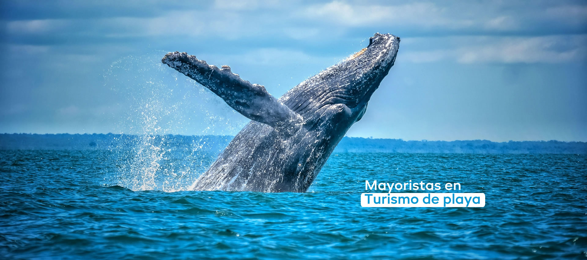 ballena prueba